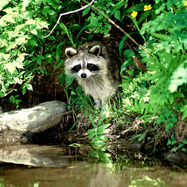 Raccoon photo, raccoon at water's edge, cute small wild animal, for animal lovers, Title: "Pause at the Pond"
