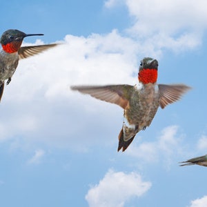 Op de afbeelding: Vier kolibries in de vlucht tegen een blauwe lucht met witte wolken. Een kolibrie voedt zich met een roze bloem.