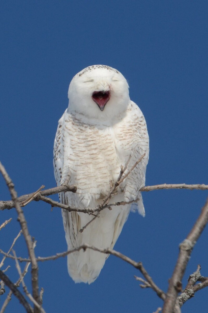 Snowy owl photo, white owl photo, wildlife photo, for bird lovers, for nature lovers Title: That's a Good One image 1