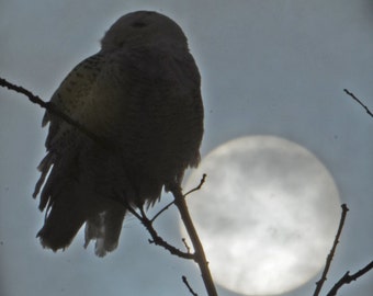 Snowy Owl in moon light, Snowy Owl on roost, owl and full moon, wildlife at night, wildlife fine art, Title: Full Moon Roost"