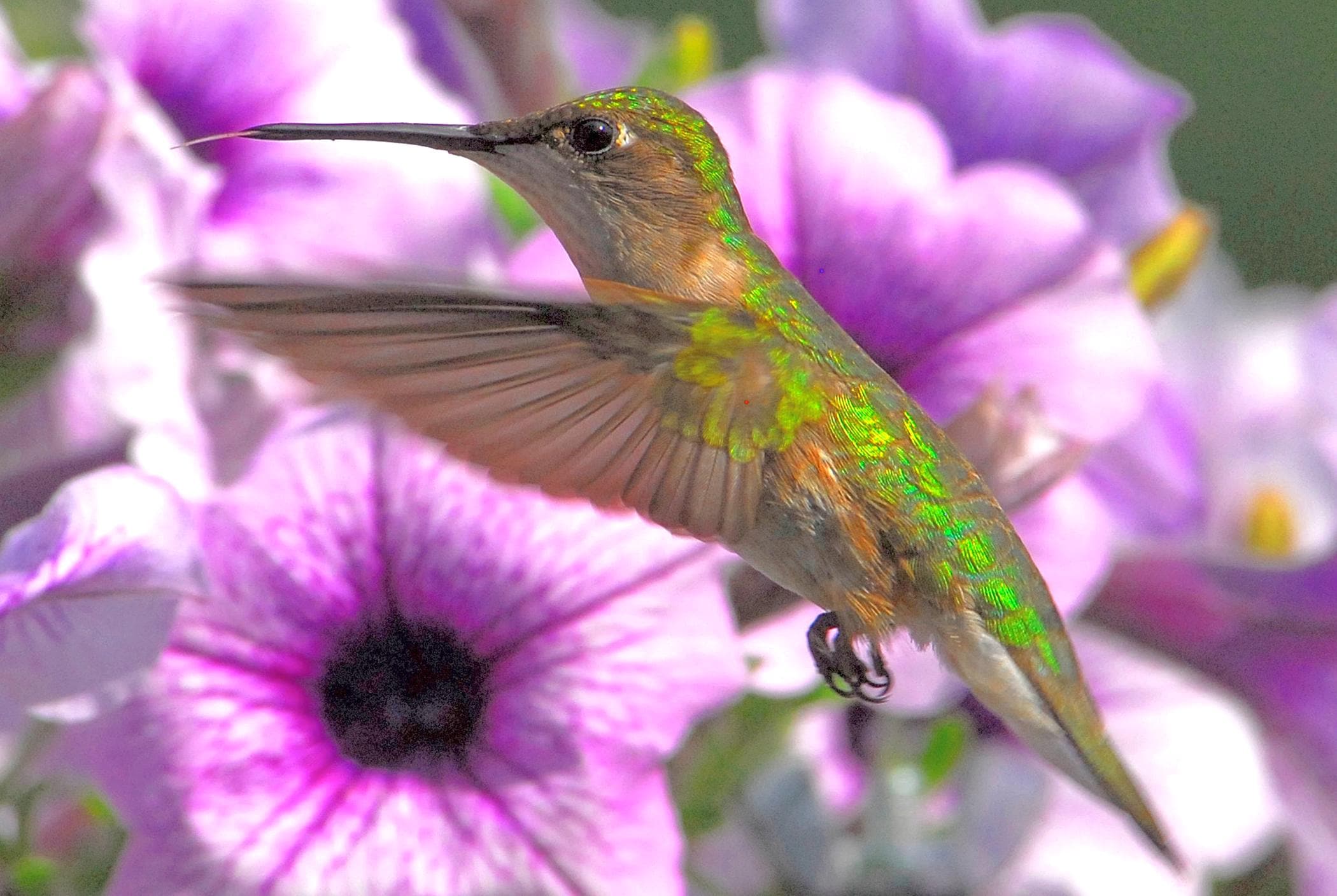 ハチドリと花、飛んでいるハチドリ、野鳥と花、鳥愛好家向け、自然愛好