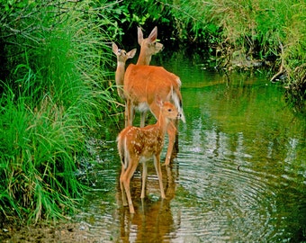 Whitetail deer and fawns, deer in water, deer photo, wildlife photo, for nature lovers  Title : "A Cooling Interlude"