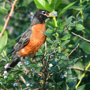 American Robin in blueberry bush, bird eating blueberries, wildlife art, home decor, for nature lovers, Title: &quot;Triple Play !&quot;