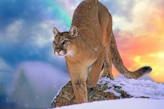 Mountain Lion, Cougar, Montana wildlife, Bigfoot wildlife art, big  cats, Title: 