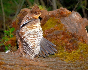 Grouse tambourinant, photo de tétras huppé, gibier à plumes des hautes terres, rituel d'accouplement de tétras, pour les amateurs d'oiseaux, pour les sportifs, Titre : "Sounds of Spring"