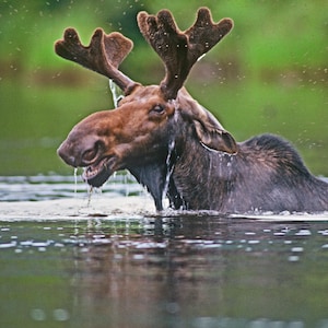Bull moose in water, moose feeding in pond, New England wildlife, comical moose photo, Title: &quot;The Original Insect Repellant !&quot;