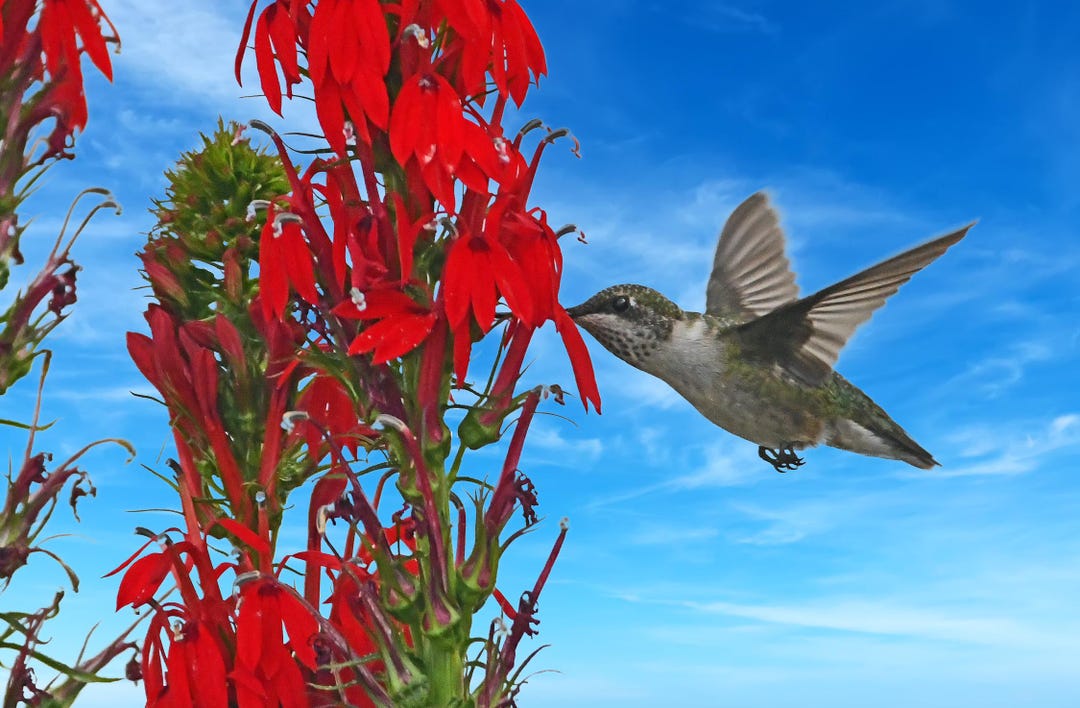 Ruby-throated Hummingbird in Cardinal Flower, Pretty Hummingbirds, for ...