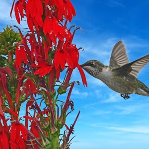 Colibri à gorge rubis en fleur cardinale, jolis colibris, pour les amoureux des oiseaux, pour les amoureux de la nature, Titre : « Sights Of Summer »