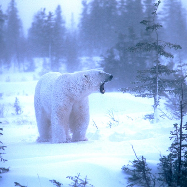 Photo of polar bear in snow squall, polar bear picture, North American wildlife, for wildlife lovers  Title: "Arctic Challenge"