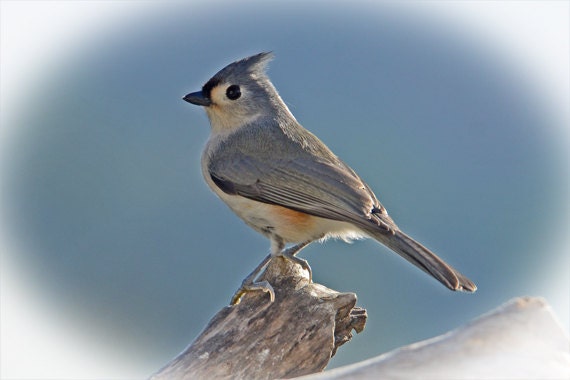 SCARICARE CINGUETTIO UCCELLI DA
