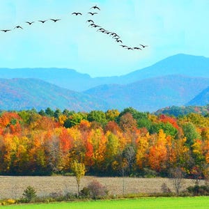 Vermont scenic photo, Champlain Valley panoramic, Camel&#39;s Hump, Fall foliage, flying geese  Title: Autumn Vista - Champlain Valley
