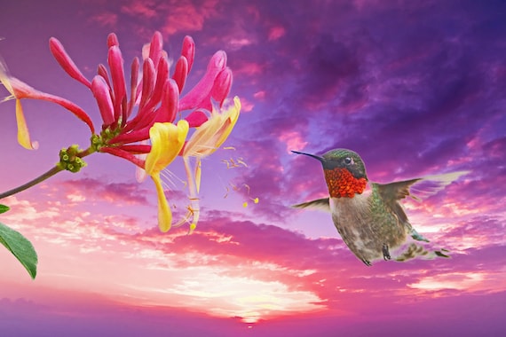Dreamtimes Colibrì Cardinale Collana per le donne Dainty Uccello Fiori Gioielli Forte coraggioso libero Colibrì Collana Regali (argento