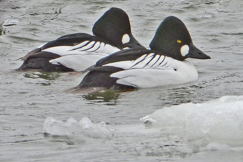 May include: Two black and white ducks with yellow eyes are swimming in a body of water with ice floating on the surface.