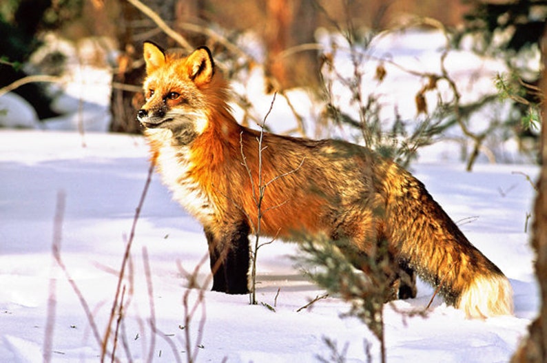 Red Fox Fox in Snow Vermont Wildlife Wildlife Art for - Etsy