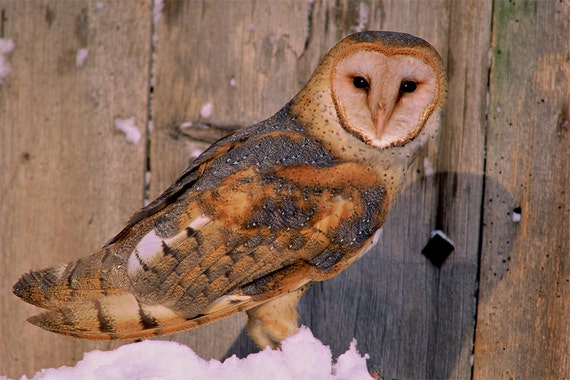 Barn owl photo, owl pictures, wildlife photos, barn owl in a barn. for bird lovers  Title: "At Home"