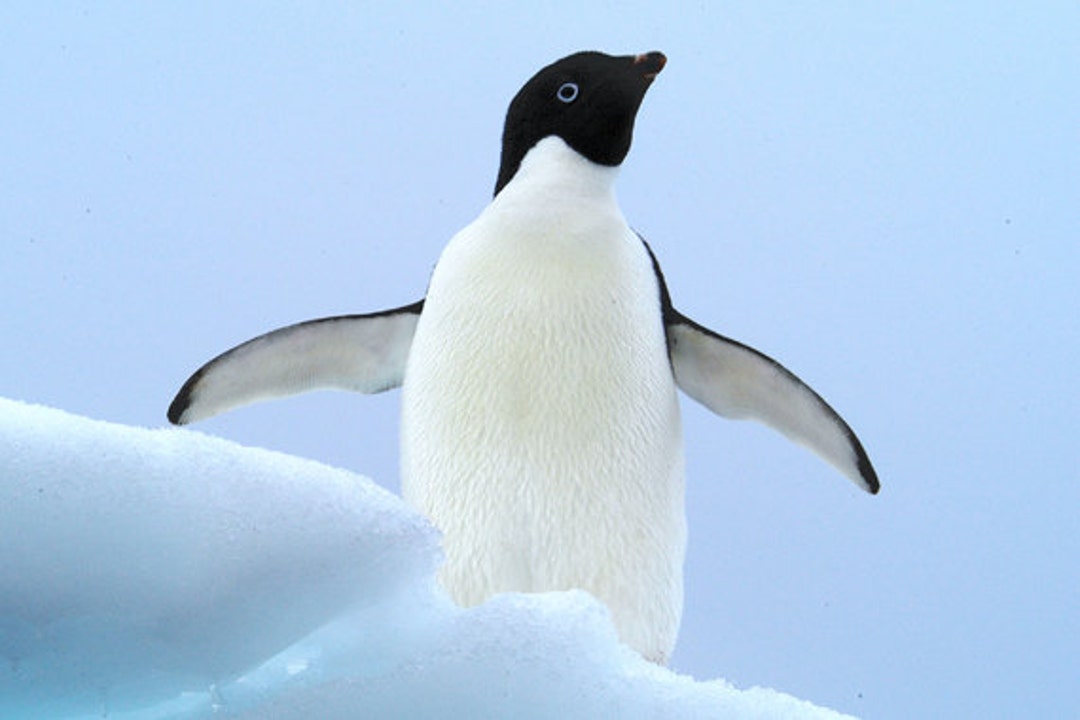 Adelie Penguin Antarctic Wildlife Penguin in Snow Cute - Etsy Finland