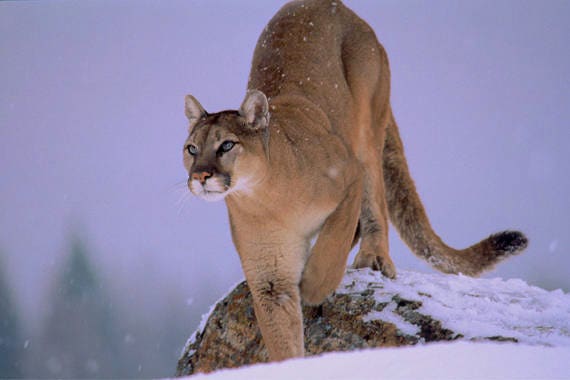 lion puma