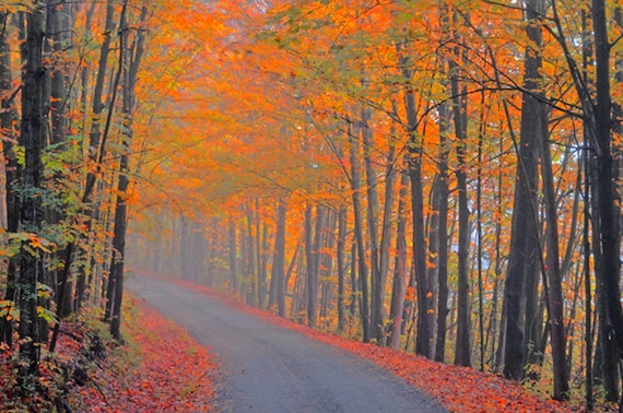 Vermont Scenic, Autumn Picture, Fall Foliage, Sugar Maples in Fall