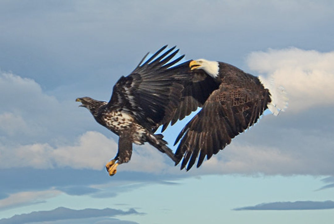 Mature and Immature Bald Eagles Eagle Conflict Eagles in - Etsy Canada