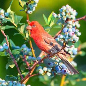 White-winged Crossbill, pretty songbirds, VT wildlife, bird in blueberry bush, for bird lovers, Title: &quot;Now For Desert !&quot;