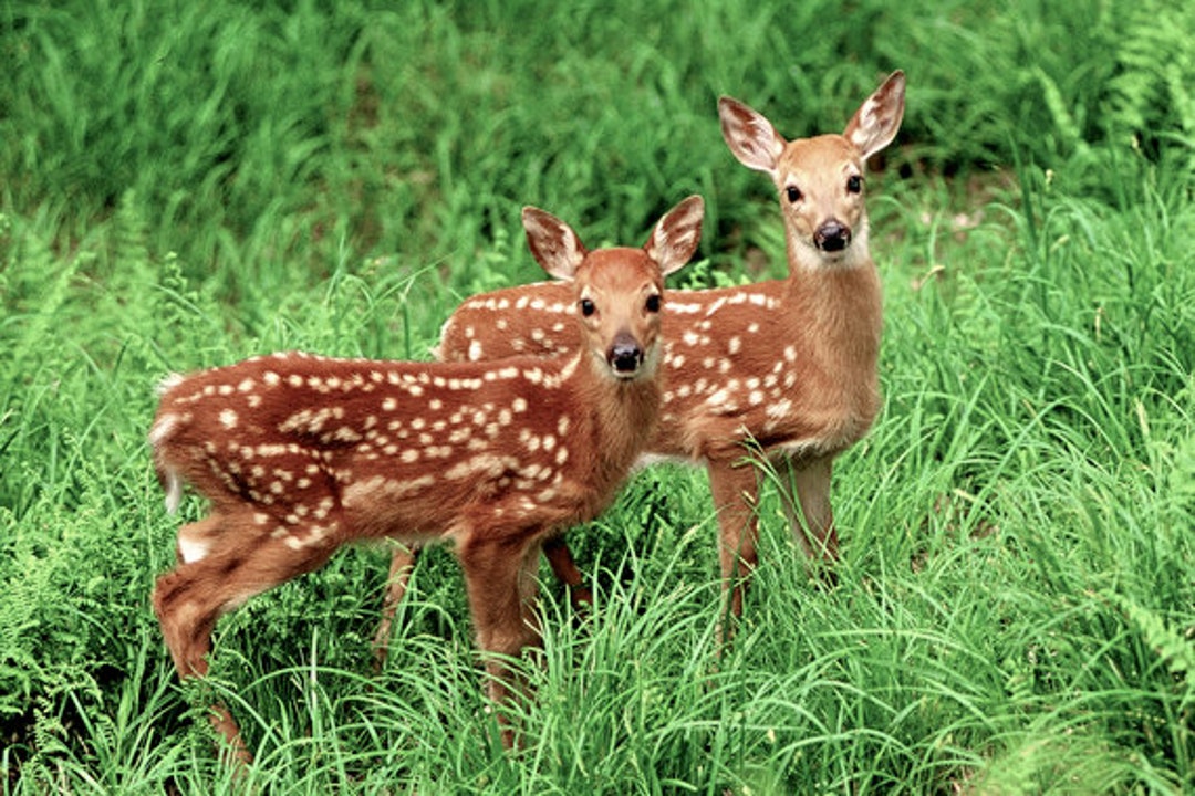 White tailed deer fawn best sale