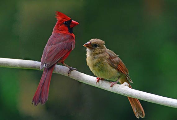 Cardinals Baby 