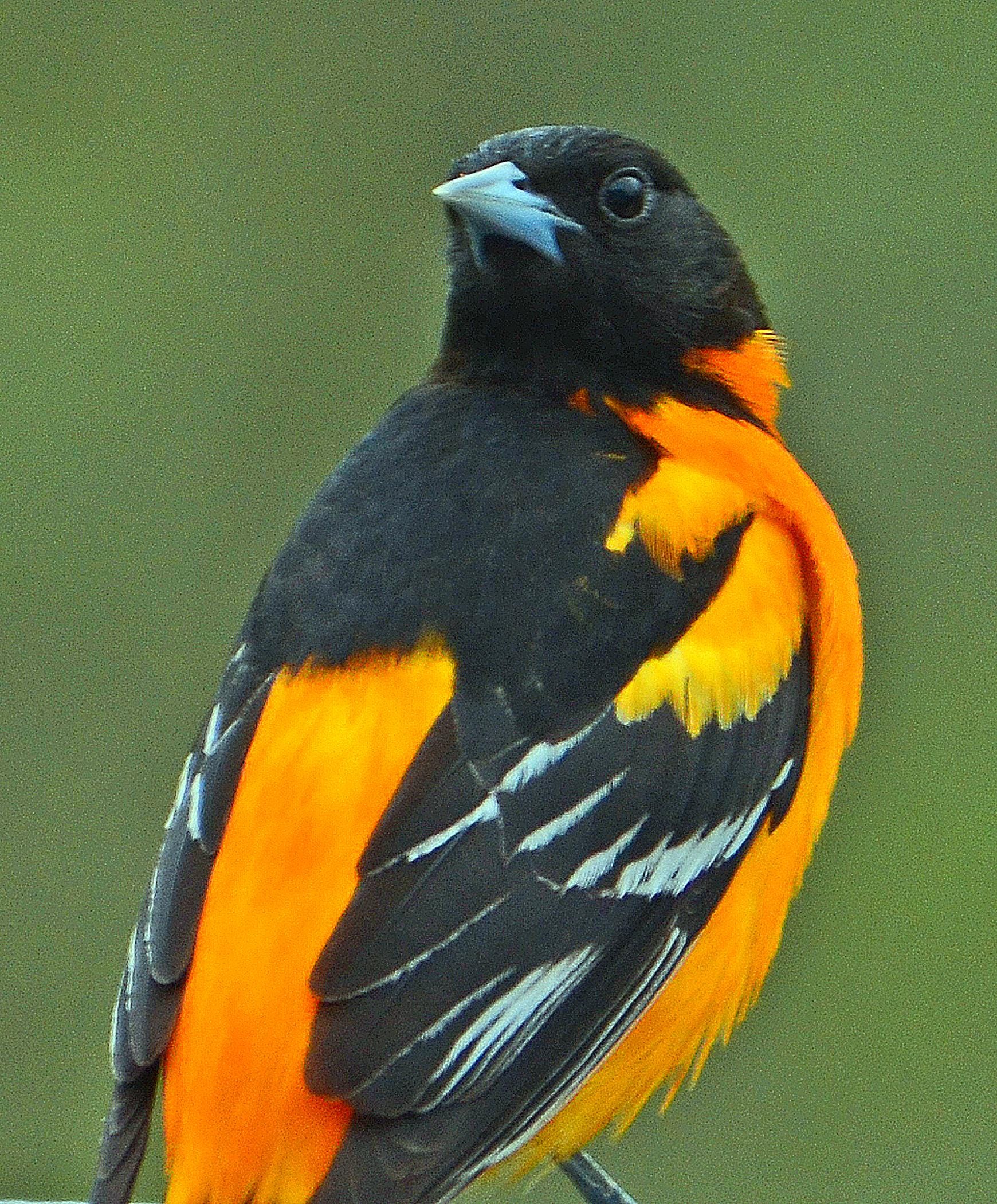 Portrait d'loriole boréal, bel oiseau chanteur, oiseau coloré