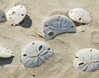 Sand dollar shells, sea shells, panoramic of sand dollars, for nature lovers, shells on beach, Title: "Beach Treasures"