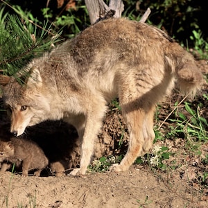 Coyote pictures, coyote with pups, Eastern Coyote, wild animal photos, for nature lovers, for animal lovers Title: &quot;Guarding the Den&quot;