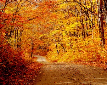 May include: A winding dirt track through a woodland with vibrant autumn foliage. The trees are a mix of orange, yellow, and red leaves.