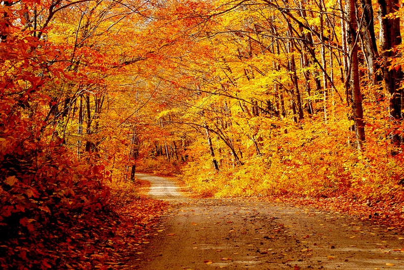Fall Foliage and Dirt Road, Fall Scene Photo, Fall in New England, for ...