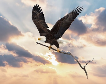 Weißkopfseeadler, Adler im Flug. Adler mit Nestmaterial, einzigartiges Adlerfoto für Vogelliebhaber, Titel: "Der Nestbauer"