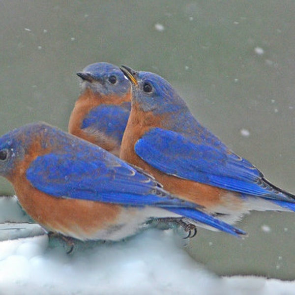 Eastern Bluebirds, bluebirds in winter, bluebirds at water source, lovely bird photos, VT wildlife, Title: " A Pause for Refreshment"