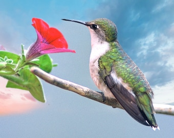 Female Ruby-throated Hummingbird at rest, hummingbird and flower, hummingbird panoramic, wildlife art, for bird lovers, Title: "Relaxation"