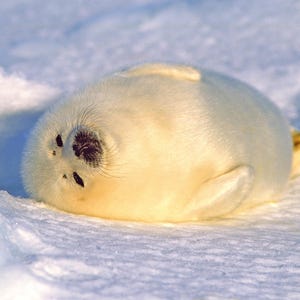 Puede incluir: Una cría de foca blanca con ojos negros está acurrucada en un lecho de nieve. La piel del cachorro es suave y esponjosa, y sus ojos están cerrados.