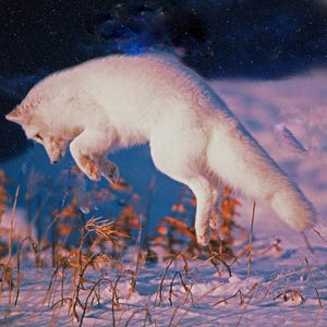 Arctic Fox, Arctic wildlife photos, white fox, fox hunting rodents, for wildlife lovers, for nature lovers  Title : &quot;Arctic Ballet&quot;