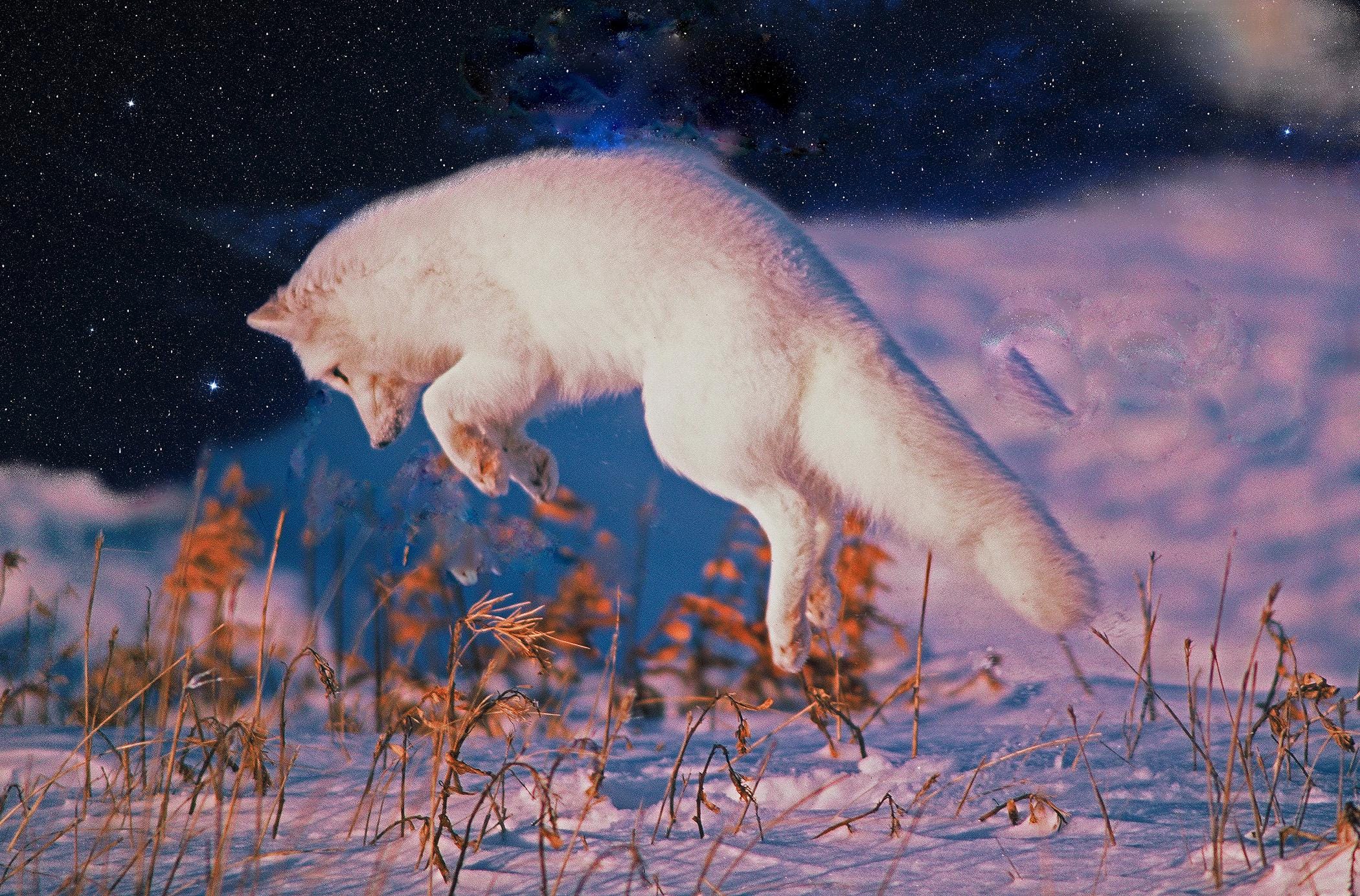 Arctic Fox, Arctic Wildlife Photos, White Fox, Fox Hunting Rodents