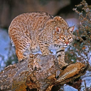 Rotluchs, kleine Räuber, Vermont Wildtiere, Wildtierkunst, Bobcat auf Beutezug, für Naturliebhaber, Titel: &quot;&quot;The Stalk&quot;&quot;