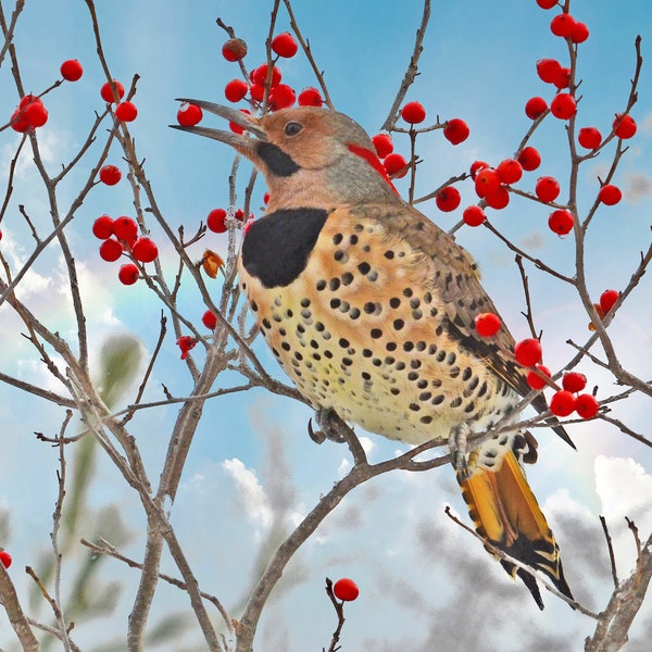 Northern Flicker, bird eating berries, wildlife art, VT wildlife, best bird photos, for bird lovers, Title: "Avian Quick-stop"