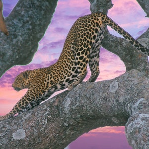 African leopard in tree, African big cat, African wild game photo, African wildlife photo  Title: &quot;Feline Calisthenics&quot;