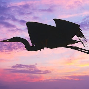 Silhouette of Great Blue Heron, heron in flight, heron with small fish, heron at sunset, for bird lovers, Title: Carrying Take-out"