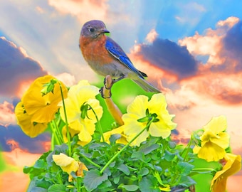 Östlicher Rotvogel in Stiefmütterchen, schöne Vogelfotos, VT Wildtiere, Muttertagsgeschenk, für Vogelliebhaber, Titel: ""Fair Weather Forecast"""