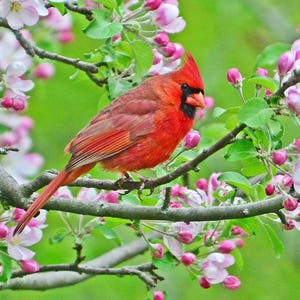 Wild bird photos, pretty bird photo, cardinal photo, Cardinal in tree  Title: &quot;Embracing Spring&quot;