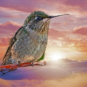 May include: A hummingbird perched on a branch against a backdrop of a sunset sky. The bird has green and gray feathers, a long beak, and is set against a vibrant, colorful sky with clouds.