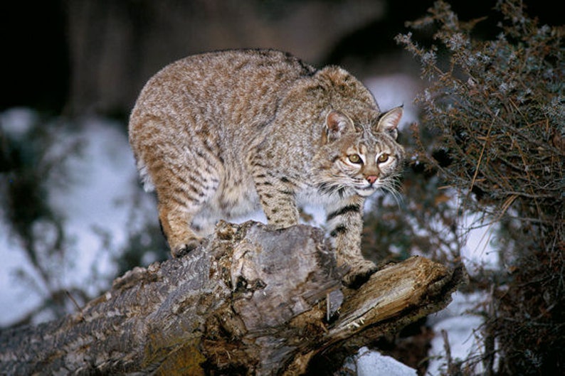 Bobcat, Small Predators, Vermont Wildlife, Wildlife Art, Bobcat