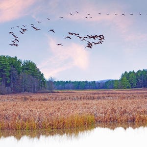 Vermont Herbst Landschaften, Dead Creek WMA, Gänse im Flug, Schnee Geese, Kanadagänse, für Naturliebhaber, Titel: &#39;November Morn&#39;