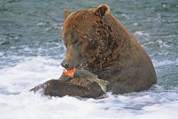 Brown Bears Fishing at Alaska's Brooks Falls - The Atlantic