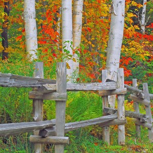 May include: A rustic wooden fence with horizontal rails, set against a backdrop of vibrant autumn foliage. The trees are a mix of birch and maple, showcasing shades of red, orange, yellow, and green.