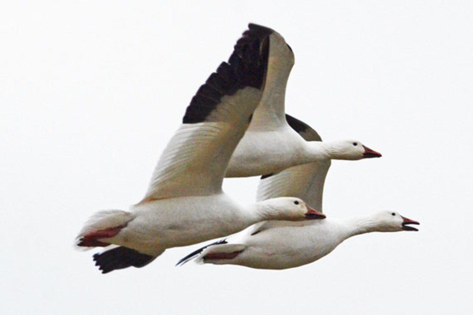 Snow Geese, Migratory Waterfowl, Flying Geese, Wildlife Fine Art, Best