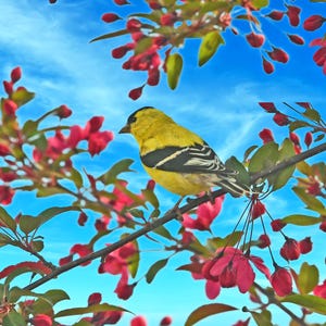 American Goldfinch in elderberry, pretty songbirds, for bird lovers, for nature lovers, unique gift, Title: &quot;Time For Dessert !&quot;